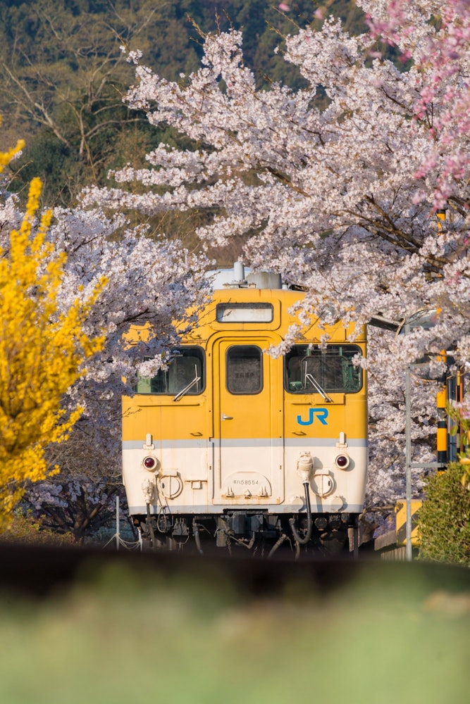[画像1]広島県安芸太田町にある安野花の駅公園です。 廃線となった駅に電車が残されており、春には桜やレンギョウとの見事なコラボレーションが見られます。
