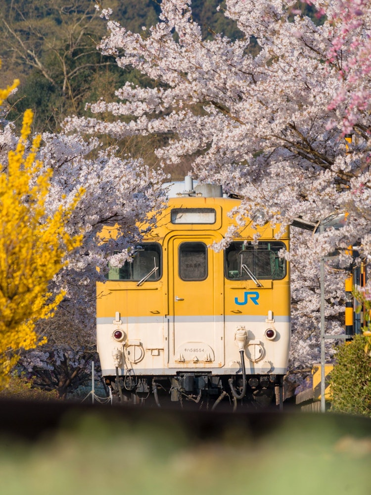 [Image1]It is a Yasuno Hana-no-Eki Park located in Akiota Town, Hiroshima Prefecture. Trains are left at aba