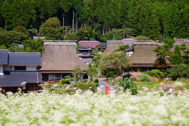 [画像1]京都「美山かやぶきの里」の９月の様子です。手前には蕎麦の花が咲いていました。赤いポストが可愛いですね。