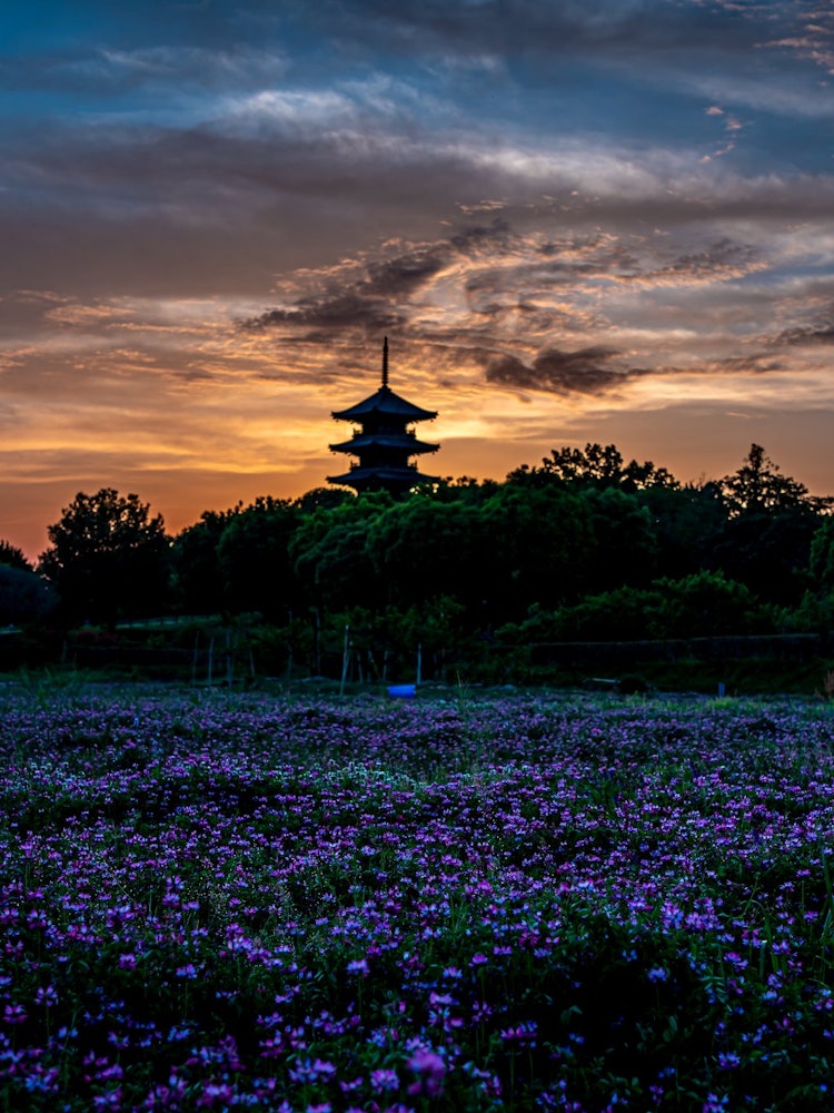 [画像1]岡山県 備中国分寺で撮影した写真です。 仕事帰り途中に寄り、一面広がる花が紫絨毯みたいで、さらに焼けた空が素敵でした。2022/5/6