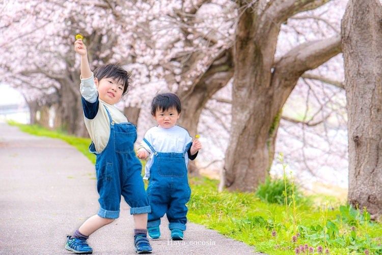 [画像1]石川県加賀市桜満開の元、兄弟でお揃いのお洋服でポーズお兄ちゃんのオーバーオールと弟のオーバーオール間違えて逆で着させてしまってたのでありました笑っ