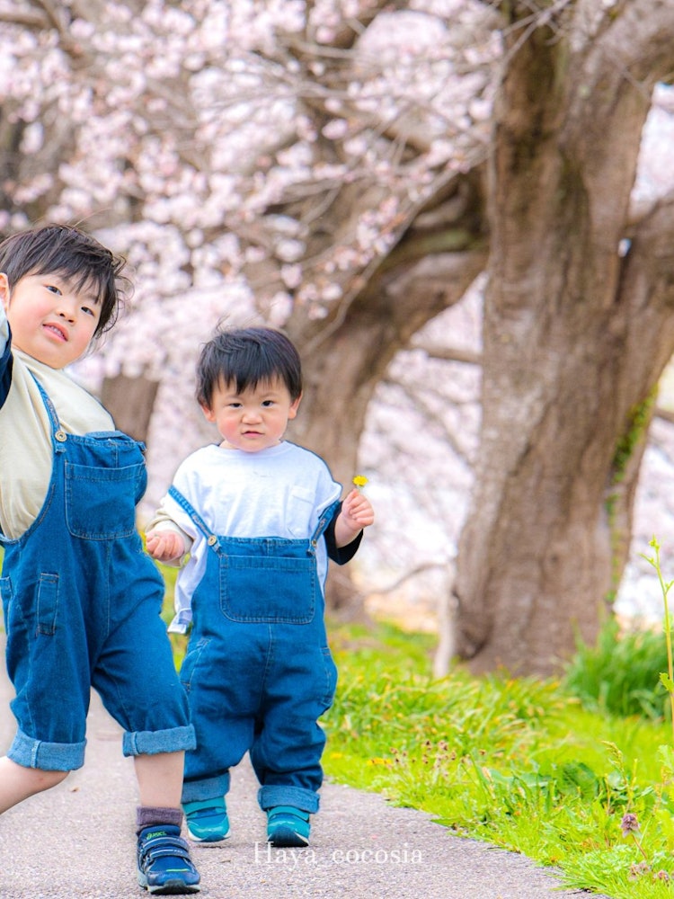 [Image1]Kaga, IshikawaUnder the cherry blossoms in full bloom, the brothers pose in matching clothesI made a