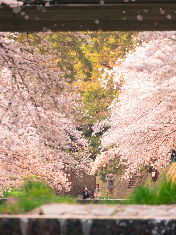[이미지1]효고현 스쿠가와 공원 봄에는 전국 각지에서 벚꽃을 볼 수 있지만, 스쿠가와 강은 꽤 길고, 산책하는 것만으로도 치유되었습니다.