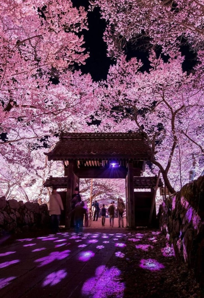 [画像1]長野県伊那市にあります高遠城址公園です。タカトオコヒガンザクラという固有種の桜が約1500本植えられています。花びらがソメイヨシノよりも少し小ぶりでピンク色が濃いのが特徴です。その可憐さと規模の大きさ