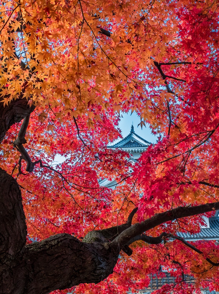 [画像1]秋の長浜城天守閣。 モミジの中に吸い込まれている様でした。