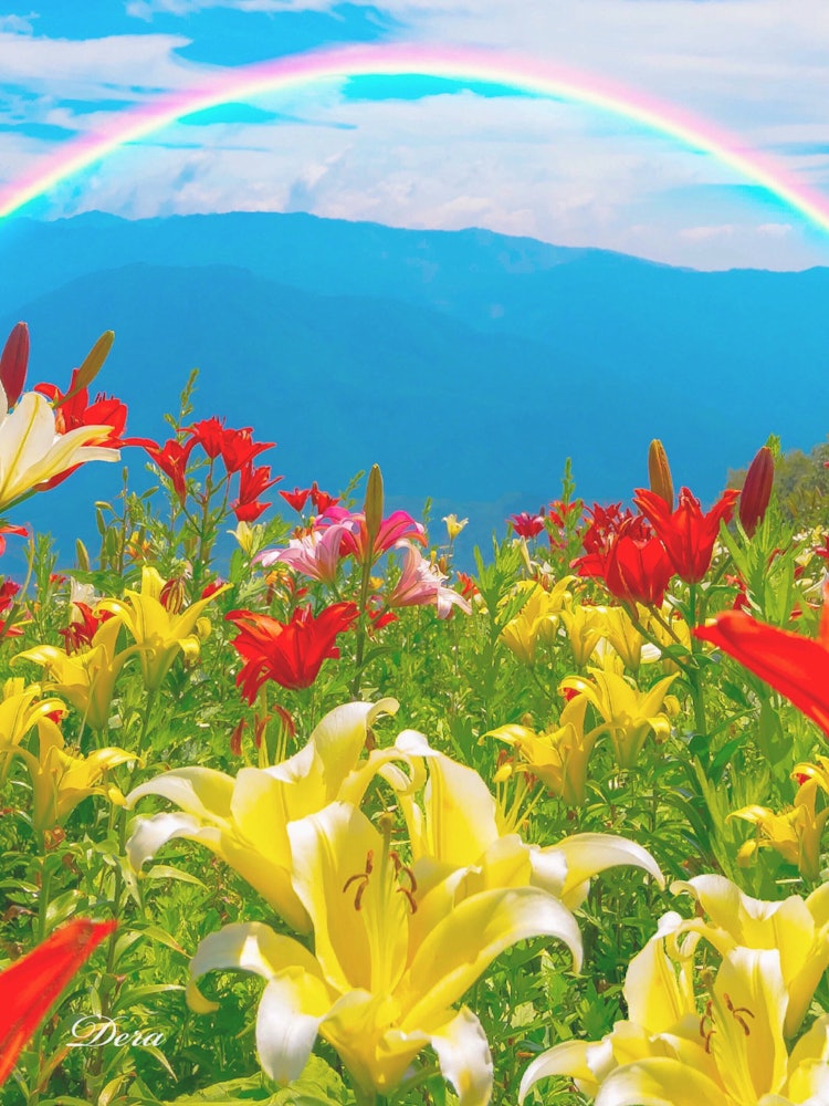 [Image1]Hakuba Iwatake Lily Garden & Mountain View#Summer of Japan#Summer#Lily