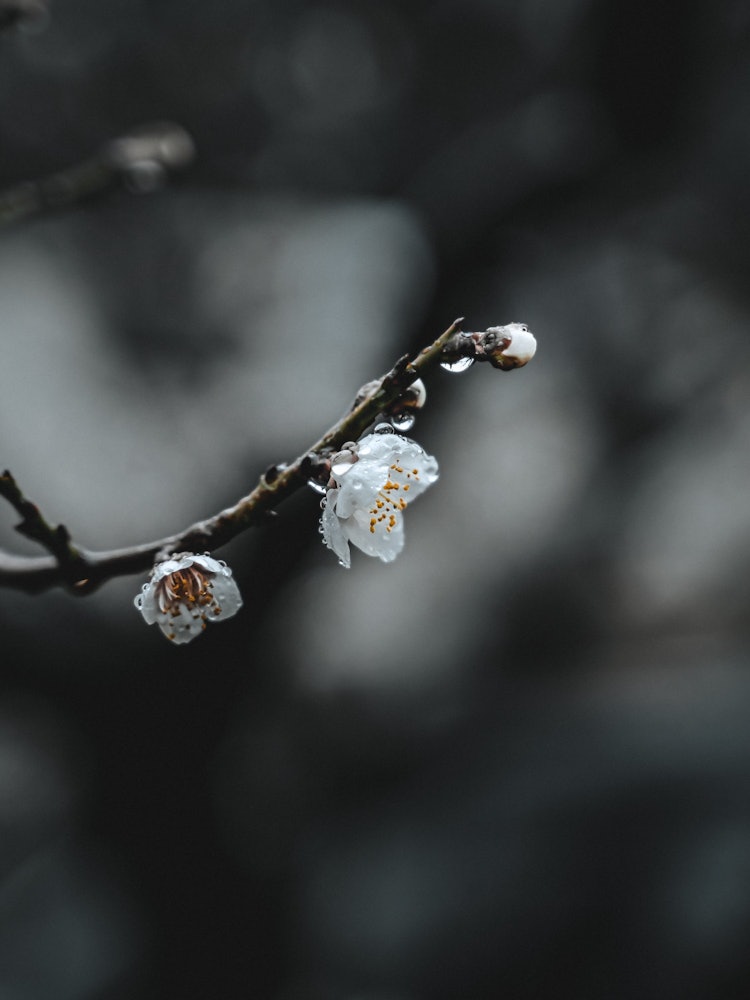 [Image1]Rainy spring. Faded plum blossoms.