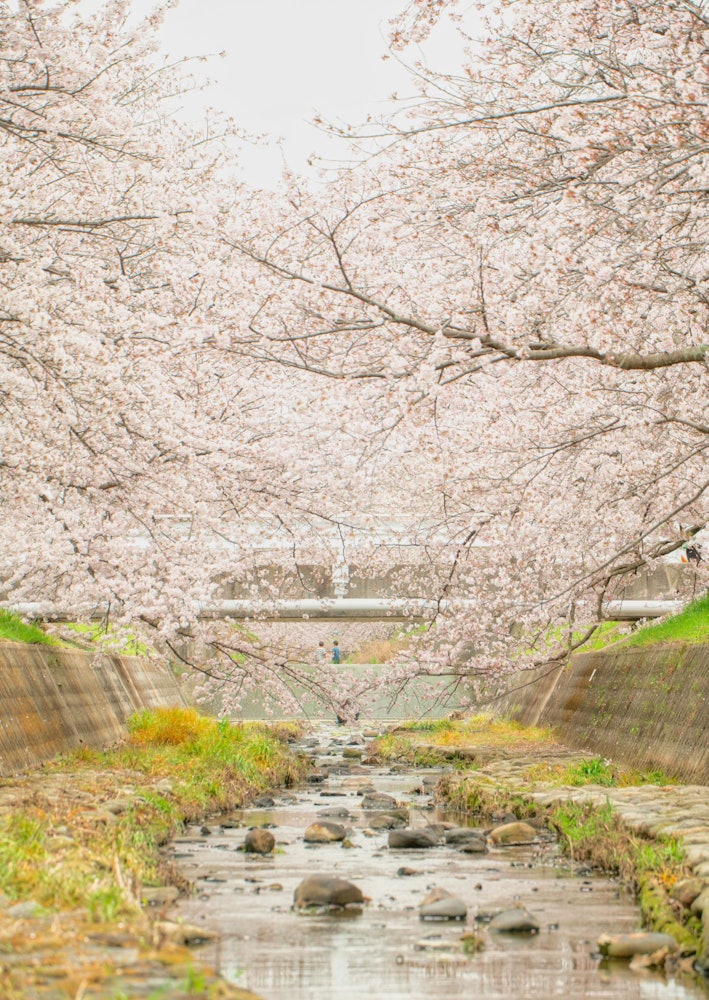 [이미지1]효고현 이나미초 운카와의 벚꽃이곳은 항상 치유되고 있으며,이 날은 많은 사람들로 붐볐😌습니다