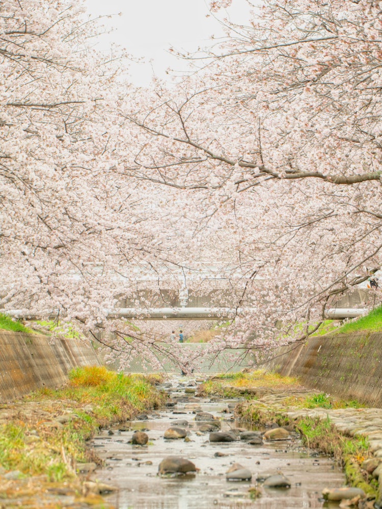 [Image1]Cherry blossoms in Unkawa, Inami Town, Hyogo PrefectureThis place is always healing, and it was 😌 cr