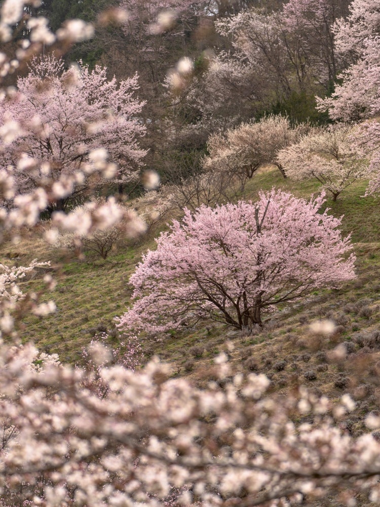 [Image1]Cherry blossoms at Dream Farm