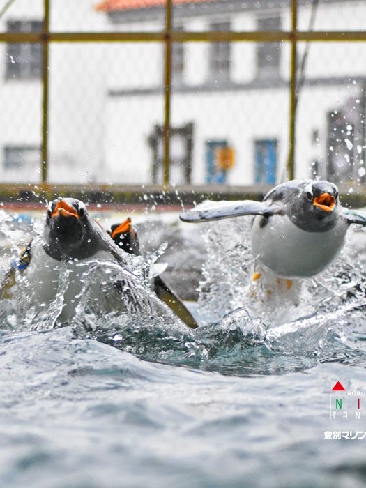 [Image1]Jump from the water!!We captured the moment when the gentoo penguins jumped out of the water.