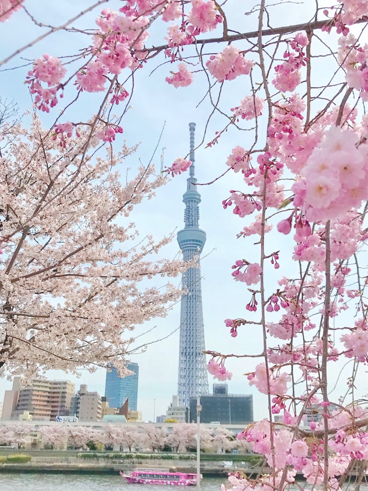 [Image1]Peeking into the Sky Tree from the cherry blossom frameThe water bus that stopped at the Sumida Rive