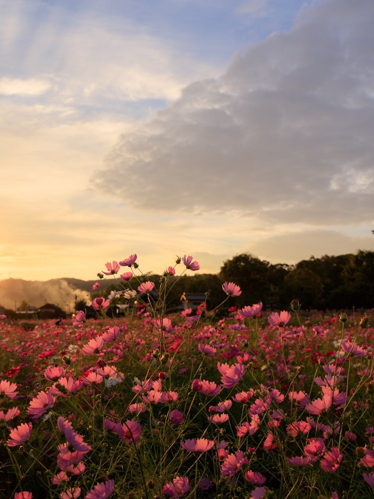 [Image1]It is dusk in Hokiji Temple in Nara Prefecture.The cosmos illuminated by the setting sun was very be