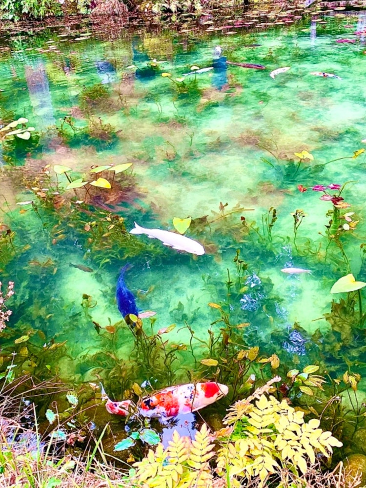 [Image1]Monet's pond was 🥺 beautiful.I want to go again!