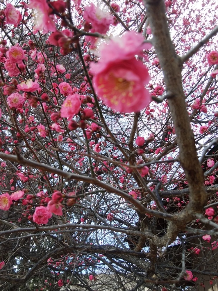 [画像1]家の前の天神様の梅の花が満開です。