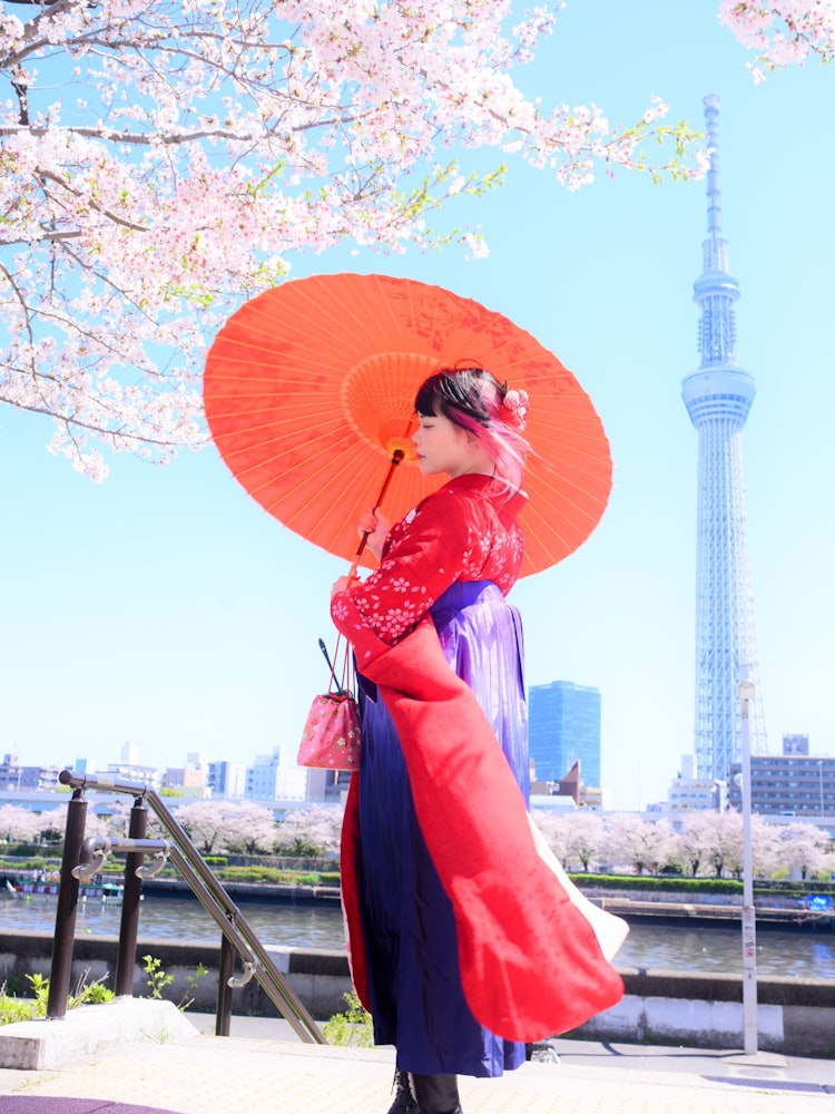 [Image1]The storm passes, and the Sumida River in the spring.The late-blooming cherry blossoms, which withst