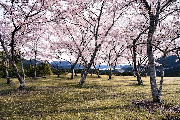[相片1]這是在三重縣熊野市赤城城郭遺址中盛開的櫻花。