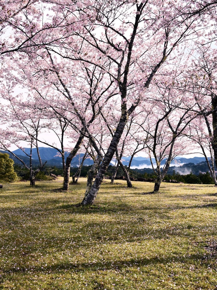 [画像1]三重県熊野市・赤木城址に咲く桜です。
