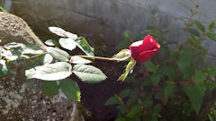 [相片2]受玫瑰花邀请蜻蜓和青蛙被阻止了。
