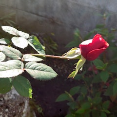 [画像2]薔薇の華に誘われてトンボとカエルが、止まってる。