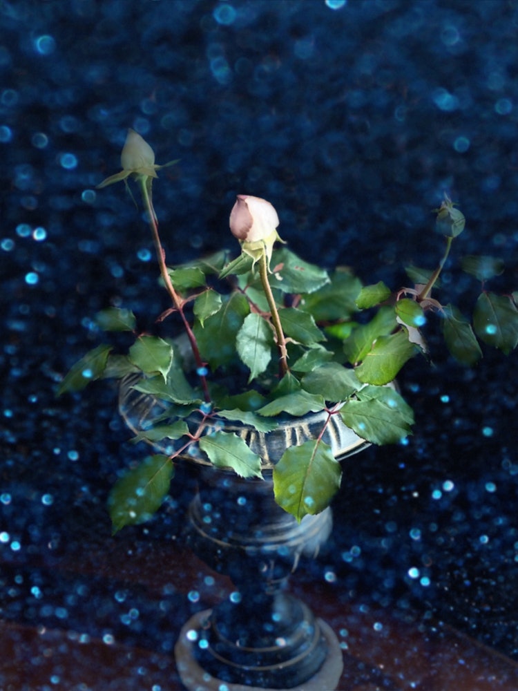 [相片1]我拍下了春天盛开的玫瑰。当前位置： 首页