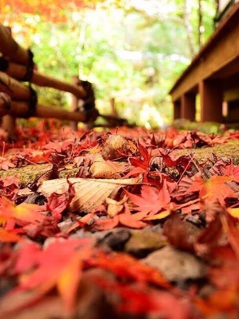 [相片1]秋天的黑川温泉。在日式旅馆的客房填满了阳台的脚下红叶的地毯很美我着迷了。看着红叶飘落从秋天到冬天那一刻，我能感受到四季的变化。