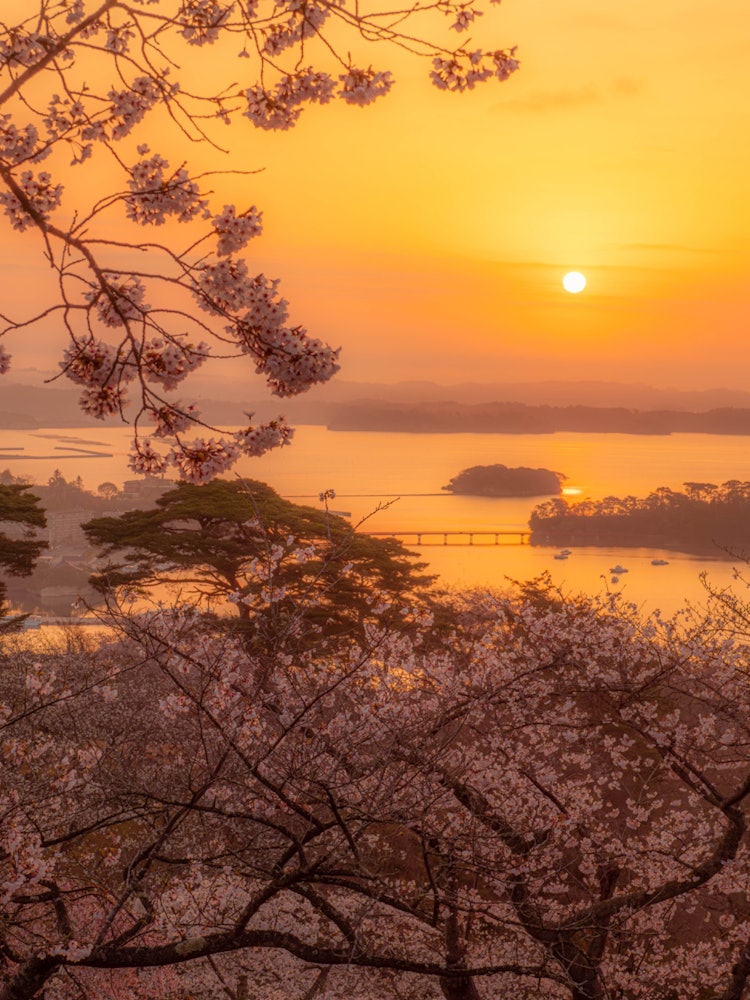 [相片1]松岛Saigyo Modoshi No Matsu 公园松岛，日本三大景区之一我去了松岛的西京茂户之松公园，因为它是著名的樱花盛开的地方。我在寒冷中等待凌晨 5 点的日出，但风景是如此神圣，以至于寒冷