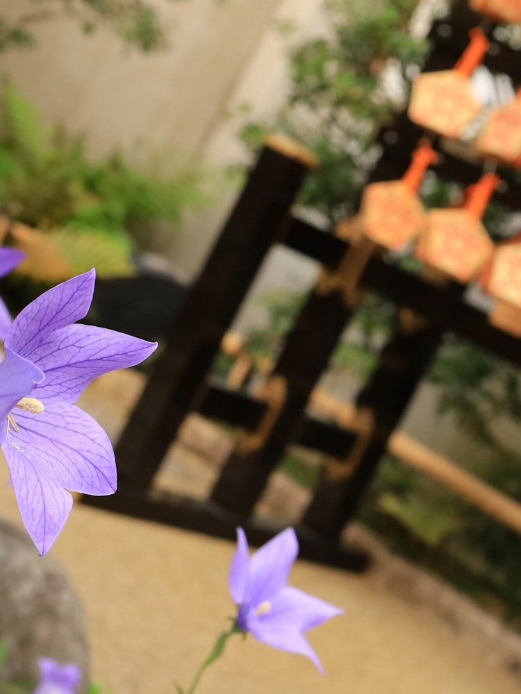 [画像1]桔梗の咲く季節にまた。⛩️晴明神社京都随一のパワースポットである晴明神社。境内には「五芒星」が、至るところに施されています。「五芒星」、別名「晴明桔梗」とも呼ばれ、晴明公が創られた陰陽道に用いられる祈