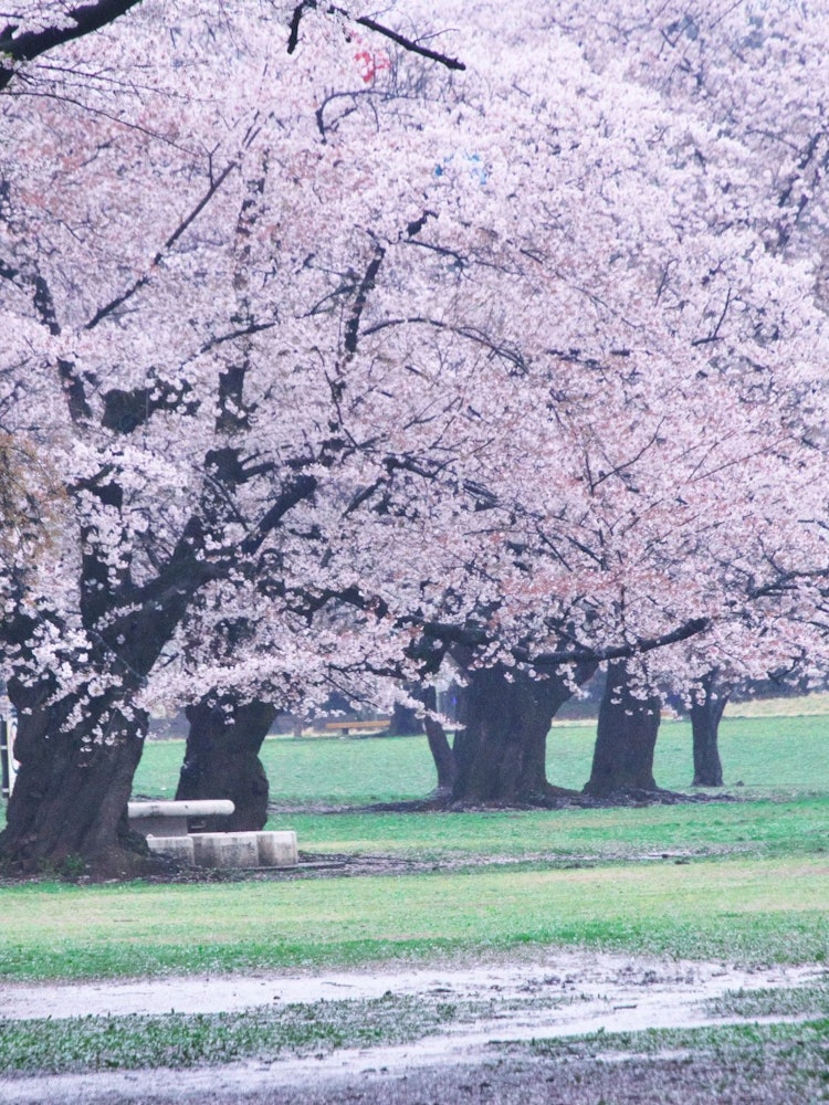 [画像1]春、うららかな光が丘公園。 日本の原風景のような桜が咲く森に出会いました。 今年の思い出