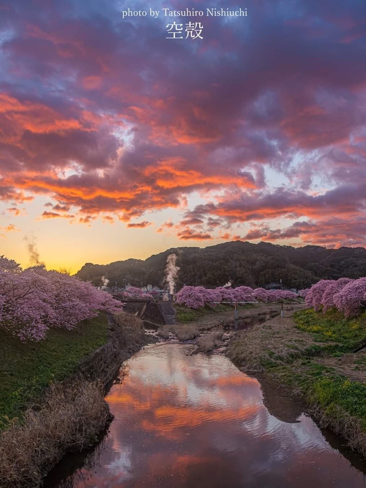 [이미지1]미나미의 벚꽃과 유채꽃 축제의 저녁 풍경입니다 🌸✨석양은 뜨거운 물 연기가 솟아 오르는 온천을 물들였고, 강 표면에 타오르는 일몰 구름은 바람😁없이 반사되어 아름다웠습니다.* 이미