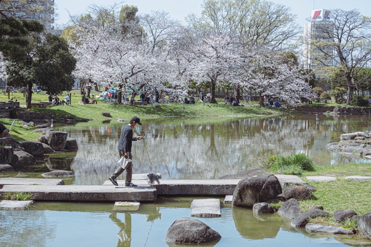 [이미지1]오사카시에서 가장 오래된 스미요시 공원입니다.조용한 주택가에 위치한 이 공원은 매년 봄에 만개하는 벚꽃과 함께 봄의 느낌을 줍니다.