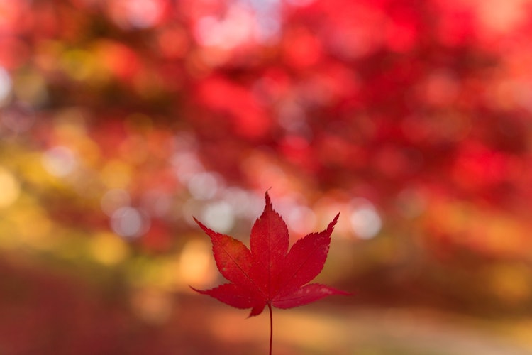 [画像1]ひょっこりモミジ。枯れてもなお、楽しませてくれる紅葉は好きな季節です。