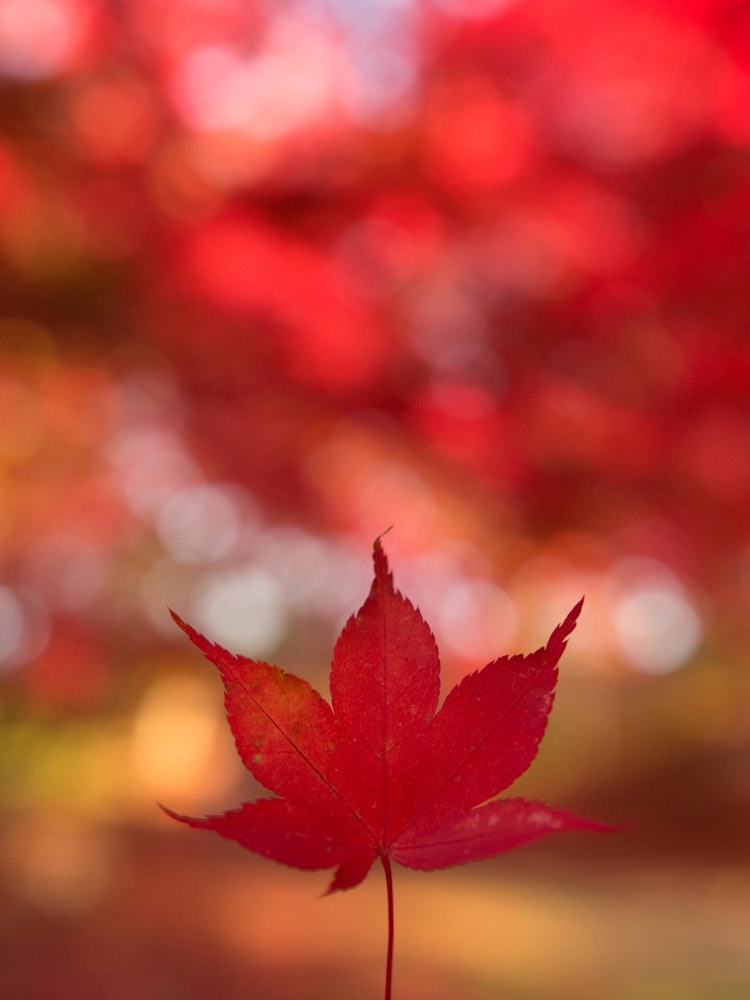 [Image1]Hyokkori maple.Even if it withers, the autumn leaves that delight me are my favorite season.