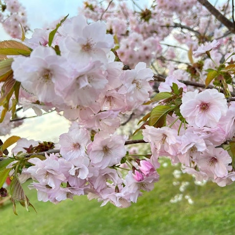 [画像1]皆様、こんにちは😄今日の松前町は、湿った重たい雪が降りました。本格的な冬はまだまだこれからなのに、早くも次の春を待ち遠しく感じています。そんな今回は、松前町で見られる代表的な桜をご紹介します🌸１枚目：
