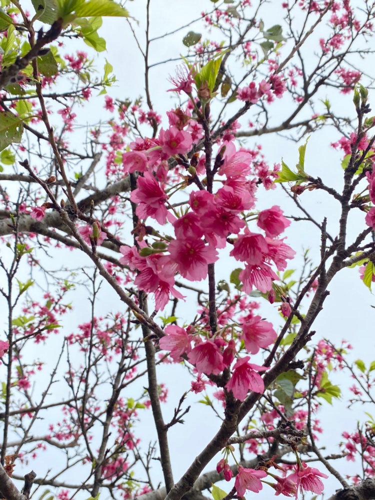 [이미지1]3월의 오키나와에서 벚꽃을 보기에는 이미 늦었습니다.흔들리지 않지만 짙은 핑크색으로 귀엽다. 그건 그렇고, 이것은 2/19에 찍은 것입니다. 거의 끝났습니다.