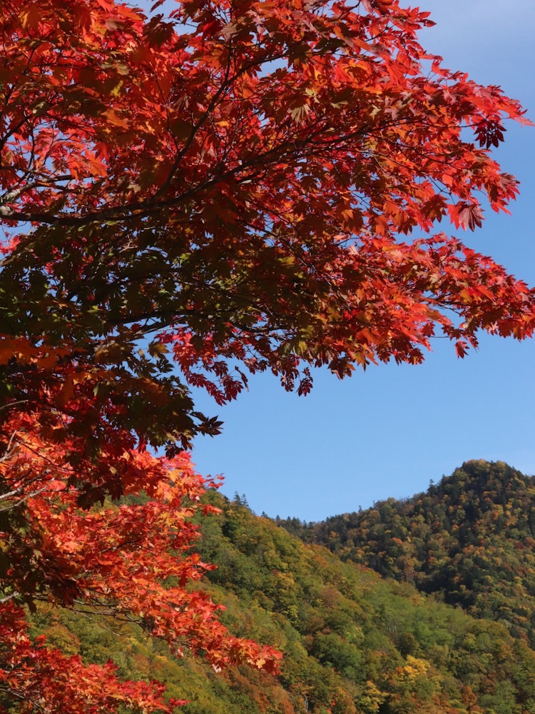 [Image1]Autumn leaves taken at Jozankei Dam