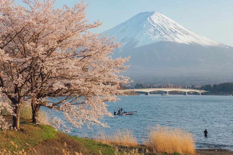 [相片1]河口湖岸邊的櫻花和富士山在河口湖岸邊拍攝山梨縣河口子
