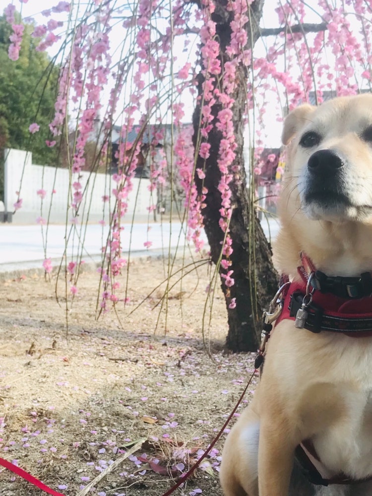 [画像1]枝垂れてる梅はとても綺麗です。愛媛県今治市の古国分神社は春真っ盛り🌸🌸それでも、犬には関係ないみたいです。花より団子🍡ですね。