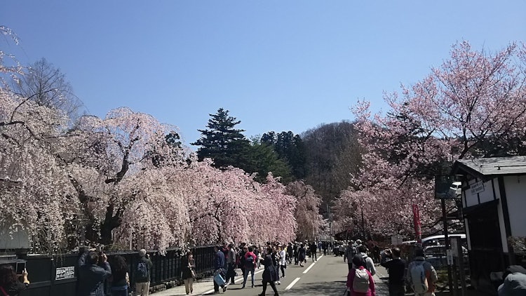 [이미지1]이와테현 가쿠노다테의 벚꽃 코민카(사무라이 저택)와 벚꽃은 좋은 옛날을 떠올리게 합니다.기모노를 입고 산책하고 싶다.