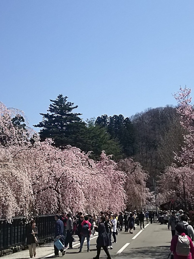 [Image1]The cherry blossom kominka (samurai residence) and cherry blossoms in Kakunodate, Iwate Prefecture r