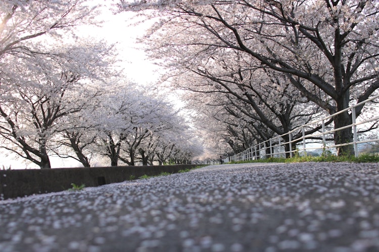 [Image1]Gifu Prefecture Hirata Tsuzumi Road.The cherry blossoms that have begun to fall more than they are i