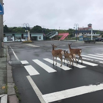 [Image1]This is in front of Akkeshi Station, but Yezo sika deer walk every day like this.Tourists are please