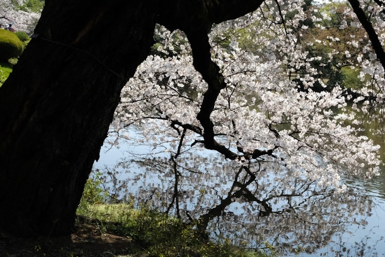 [Image1]Shinjuku Gyoen National Garden. Cherry branches in contact with water.
