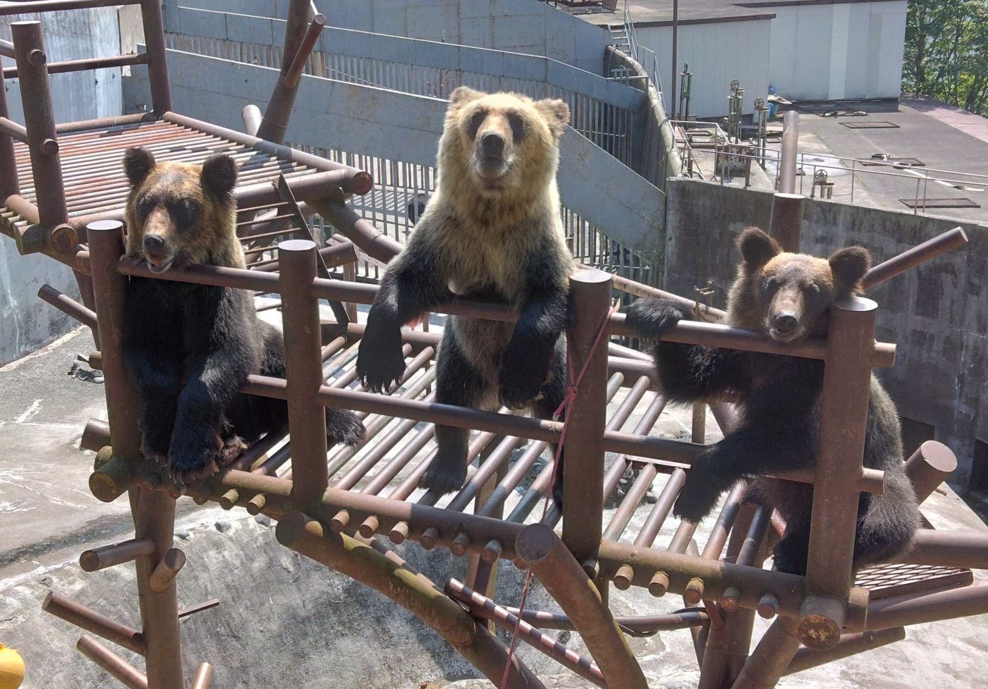 のぼりべつクマ牧場さんの投稿｜振り返ると珍しい光景が広がっていました！｜【のぼりべつクマ牧場】【北海道】【登別市】【登別温泉】【ヒグマ 】【動物園】【写真】【動物】【旅行】【観光】｜日本の魅力発信インバウンドSNS「クールジャパンビデオ」