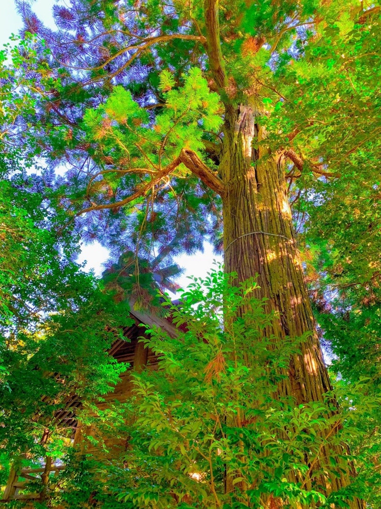 [画像1]【須佐神社の大杉】樹齢約千三百年。生命力や神社の管理に驚かされました。因みに、名前は
