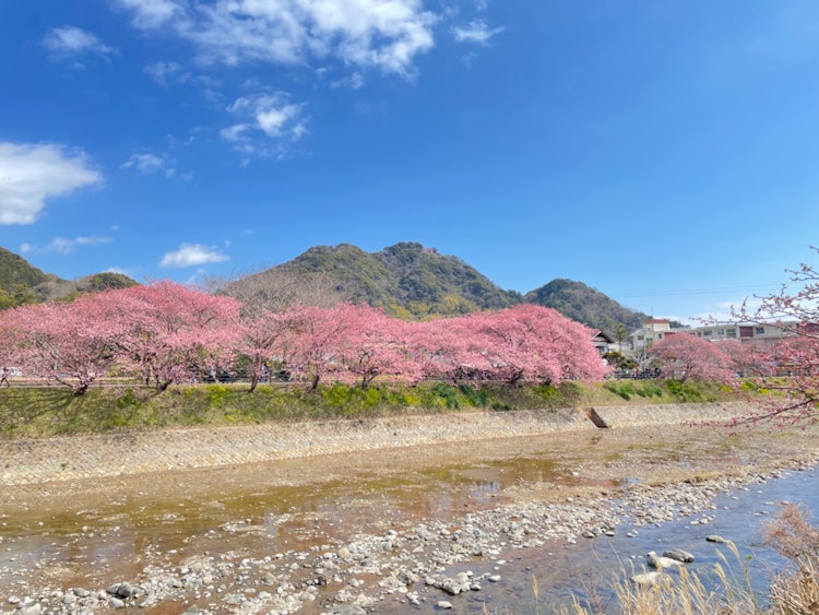 [相片1]這是靜岡縣河津町的一排河津櫻花樹。 拍攝日期是2022年2月28日。 開花八分鐘。 天空的藍色，山脈的綠色和河津櫻花的深粉紅色是美麗的。