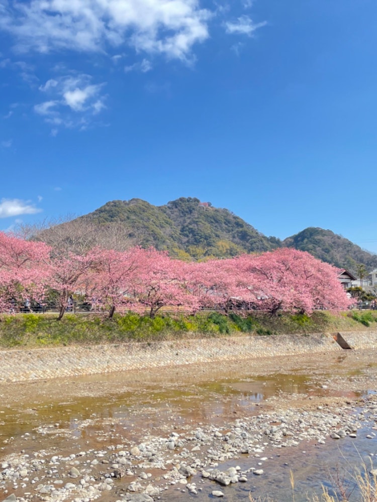 [相片1]这是静冈县河津町的一排河津樱花树。 拍摄日期是2022年2月28日。 开花八分钟。 天空的蓝色，山脉的绿色和河津樱花的深粉红色是美丽的。
