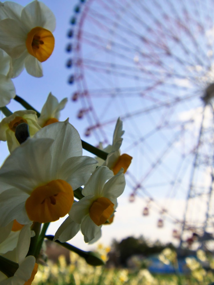 [Image1]The narcissus and the large Ferris wheel in Kasai Rinkai Park were beautiful.