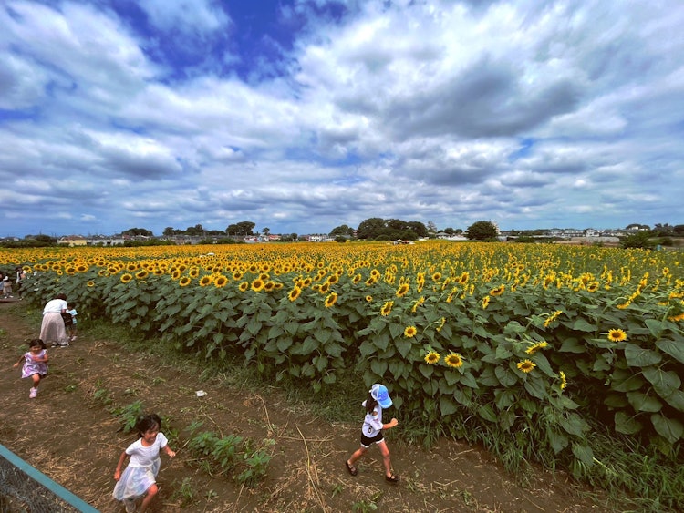 [相片1]陽光明媚和溫暖的夏日最適合戶外活動和短途前往花田。向日葵農場是孩子們最好的夏日景點之一。他們四處奔跑，親近大自然。在這裡，兩個小孩子在蘇花節期間在清瀨向日葵田享受一日游。