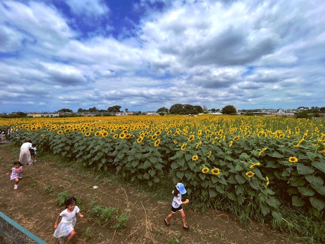 [画像1]晴れて暖かい夏の日は、野外活動や花畑への短い旅行に最適です。ひまわり農場は、子供にとって最高の夏の日のスポットの1つです。彼らは走り回り、自然に近づきます。ここでは、スーフラワーフェスティバルの期間中